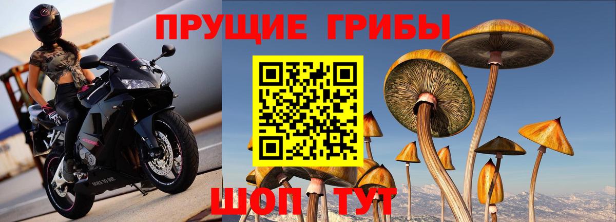 Псилоцибиновые грибы GOLDEN TEACHER Хабаровск